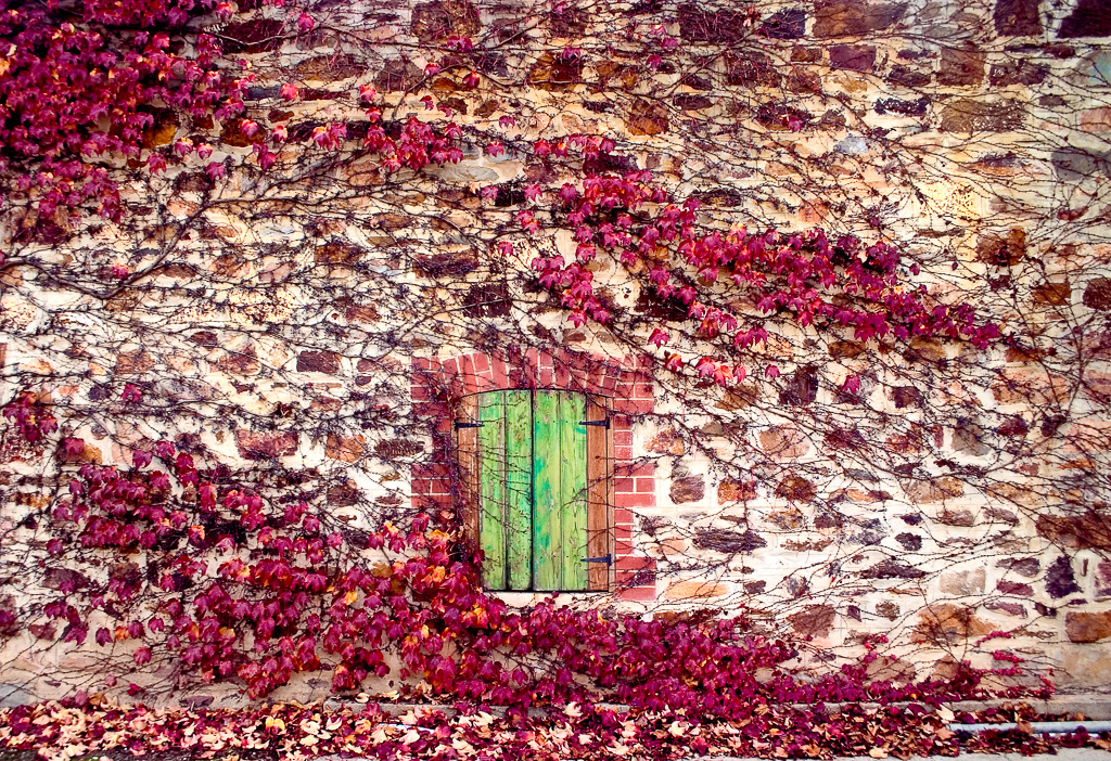 A wall at one of local wineries near my place. Nothing special but I like the image and colours.